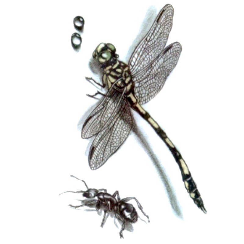 Jednorázové dočasné nalepovací tetování na lopatku, lýtko s motivem vážka, mravenec